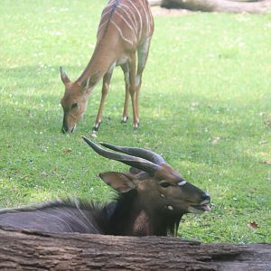 Habitat Africa! The Savannah - Nyala