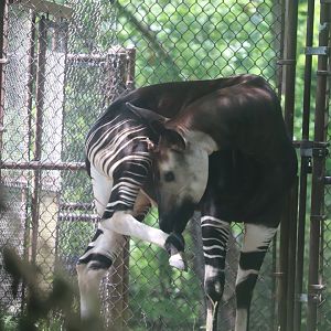 Habitat Africa! The Forest - Okapi