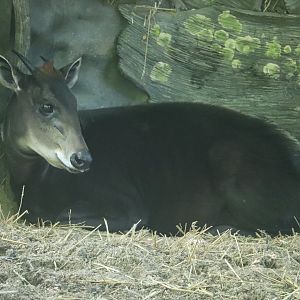 Habitat Africa! The Forest - Yellow-Backed Duiker