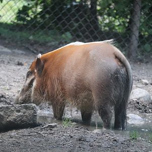 Habitat Africa! The Forest - Red River Hog