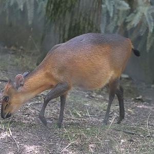 Habitat Africa! The Forest - Red-Flanked Duiker
