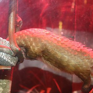 Habitat Africa! The Forest - African White-Bellied Tree Pangolin Chowin' Down