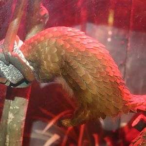 Habitat Africa! The Forest - African White-Bellied Tree Pangolin Chowin' Down