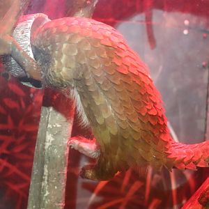 Habitat Africa! The Forest - African White-Bellied Tree Pangolin Chowin' Down