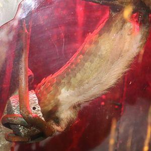 Habitat Africa! The Forest - African White-Bellied Tree Pangolin Chowin' Down