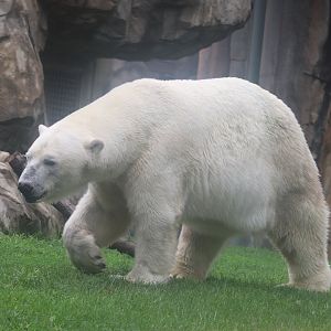 Great Bear Wilderness - Polar Bear