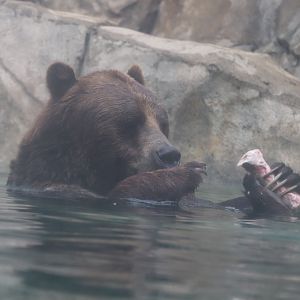 Great Bear Wilderness - Grizzly Bear