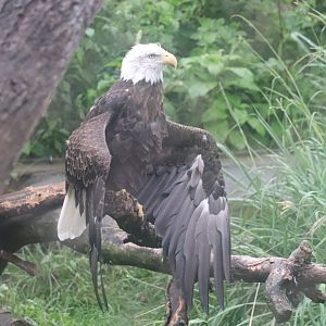 Great Bear Wilderness - Bald Eagle