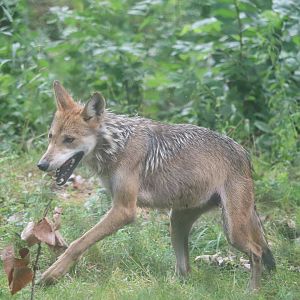 Regenstein Wolf Woods - Mexican Gray Wolf