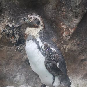 The Living Coast - Humboldt Penguin