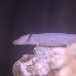 The Living Coast - Texas Blind Cave Salamander