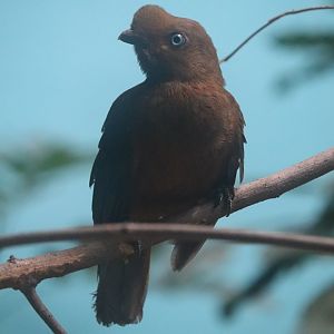 Reptiles and Birds - Andean Cock-of-the-Rock