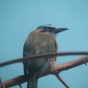 Reptiles and Birds - Blue-Crowned Motmot