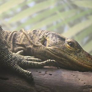 Reptiles and Birds - Gray's Monitor
