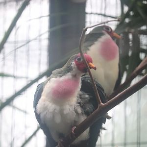 Feathers and Scales - Jambu Fruit Dove