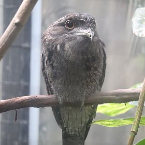 Feathers and Scales - Tawny Frogmouth