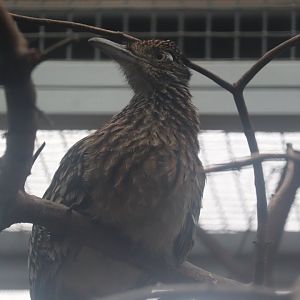 Feathers and Scales - Greater Roadrunner