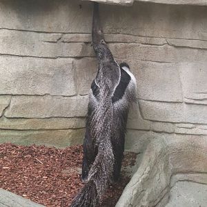 Tropic World - Giant Anteater