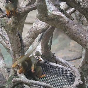 Tropic World - Squirrel Monkey