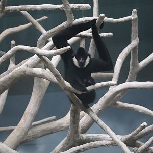 Tropic World - White-Cheeked Gibbon