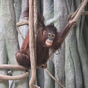 Tropic World - Bornean Orangutan