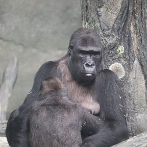 Tropic World - Western Lowland Gorilla