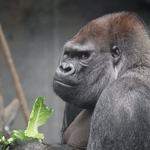 Tropic World - Western Lowland Gorilla