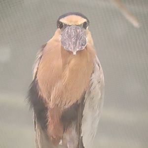 The Swamp - Boat-Billed Heron