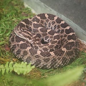 The Swamp - Eastern Massasauga