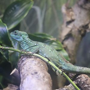 The Swamp - Green Crested Basilisk