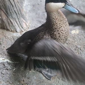 The Swamp - Puna Teal