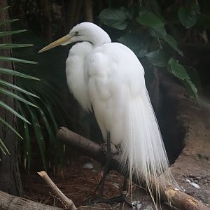 The Swamp - Great Egret
