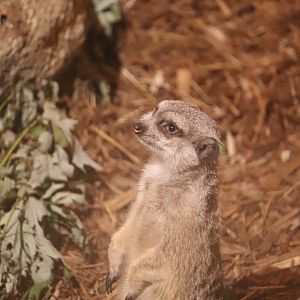 Deserts Edge - Meerkat