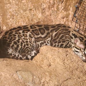 Deserts Edge - Ocelot