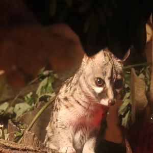Deserts Edge - Small-Spotted Genet