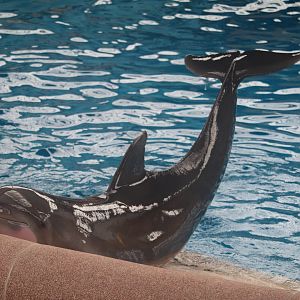 Seven Seas - Common Bottlenose Dolphin