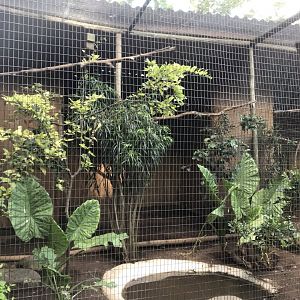 Trumpeter Hornbill/Helmeted Guineafowl Exhibit