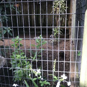 Wood Owl/ Germain’s Peacock-Pheasant Exhibit