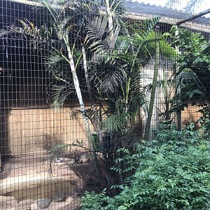 Violet Turaco/Scheepmaker’s Crowned Pigeon