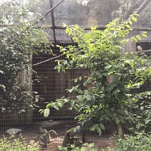 Laughing Kookaburra/Nene Exhibit