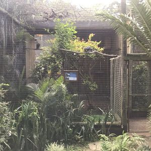 Pied Crow Exhibit