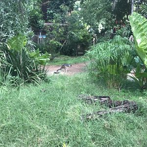 Demoiselle Crane Exhibit