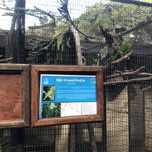 Lilac-Crowned Amazon