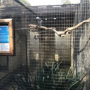 Timneh Grey Parrot Exhibit