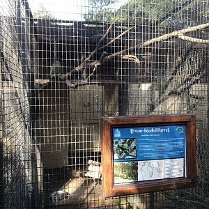 Brown-Headed Parrot Exhibit