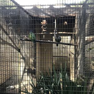 Maximilian Pionus Exhibit