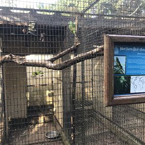 Northern Red-Shouldered Macaw Exhibit