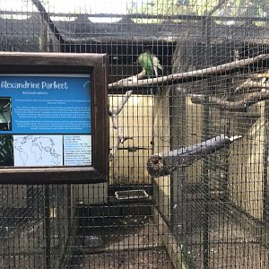Alexandrine Parakeet Exhibit
