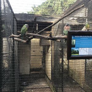Western Mustached Parakeet Exhibit