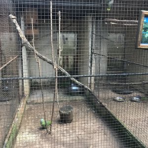 Costa Rican Mealy Amazon Exhibit